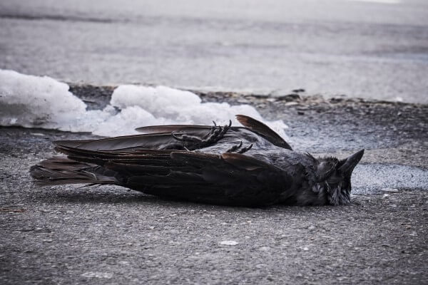 PEST CONTROL LETCHWORTH, Hertfordshire. Services: Dead Animal Removal. Compassionate Dead Animal Removal Services in Letchworth